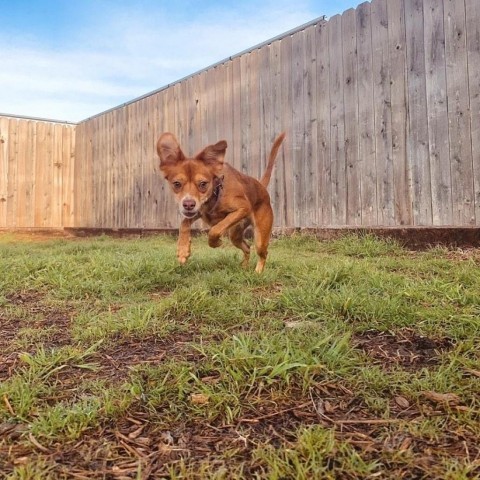 Jewell, an adoptable Chihuahua Mix in Wimberley, TX_image-2