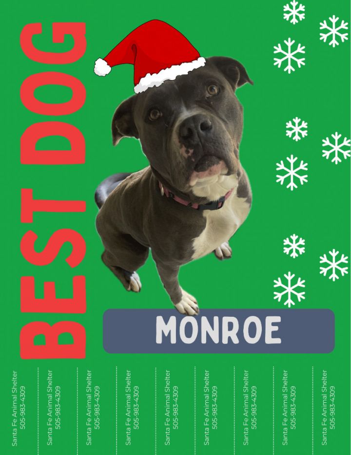 Monroe, an adoptable Pit Bull Terrier Mix in Eagle, ID_image-2