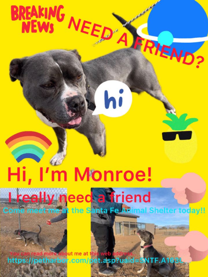 Monroe, an adoptable Pit Bull Terrier Mix in Eagle, ID_image-3