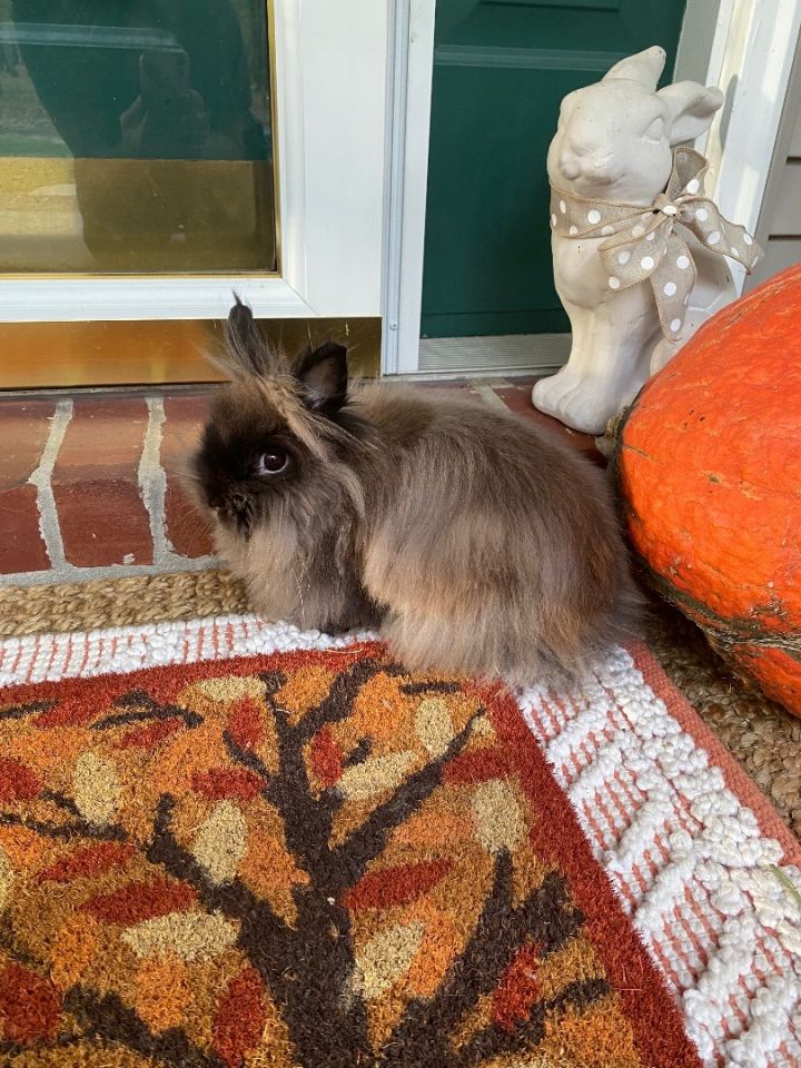 Bella, an adopted Lionhead in Little Rock, AR_image-1