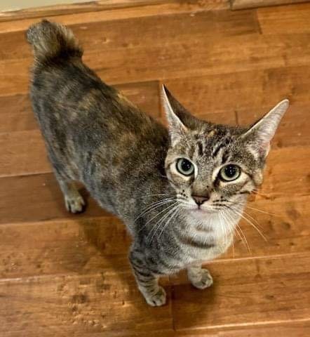 Madeline, an adoptable Torbie & Domestic Short Hair Mix in Gladstone, OR_image-1