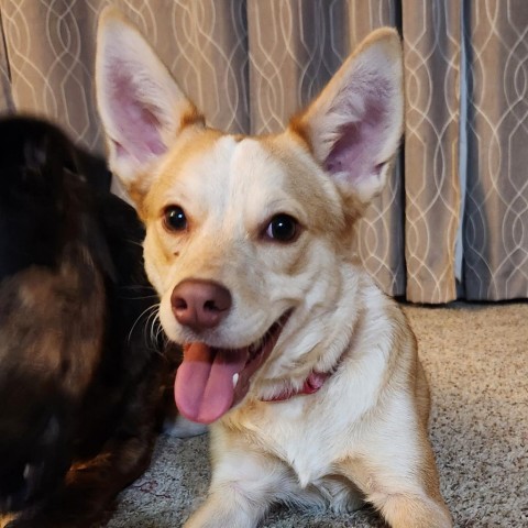 Dakota, an adoptable Chihuahua & Husky Mix in Shawnee, KS_image-1
