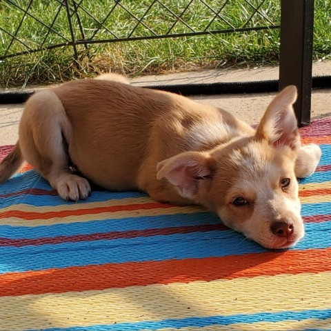 Dakota, an adoptable Chihuahua & Husky Mix in Shawnee, KS_image-2