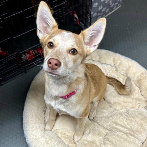 Dakota, an adoptable Chihuahua & Husky Mix in Shawnee, KS_image-5