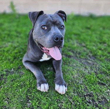 Dog for adoption Blackbeard a Pit Bull Terrier in Eagle ID