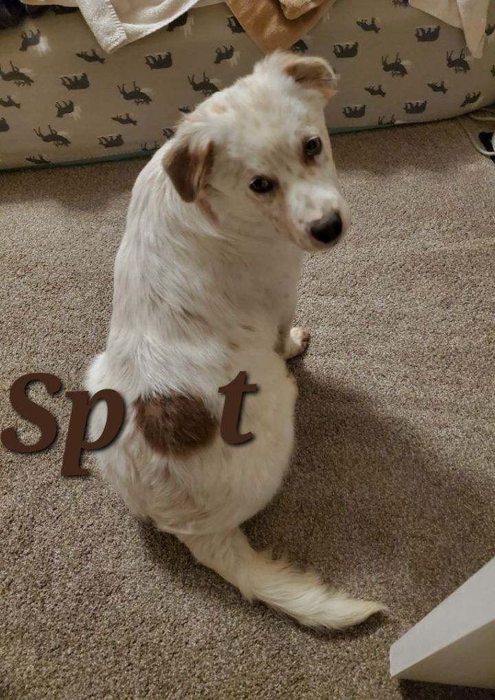 Spot, an adoptable Cattle Dog Mix in Manhattan, KS_image-1