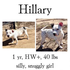 Hillary, Adult Female unknown