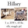 Hillary photo 1