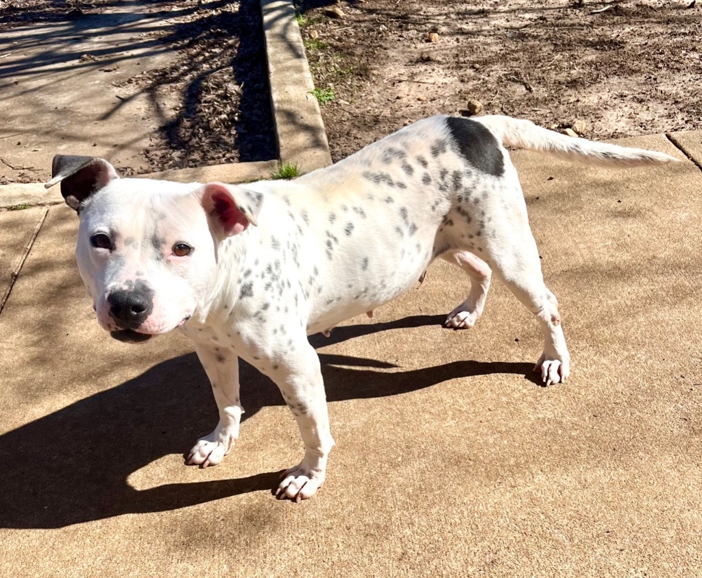 Hillary, an adoptable American Bulldog in Albany, GA, 31706 | Photo Image 2