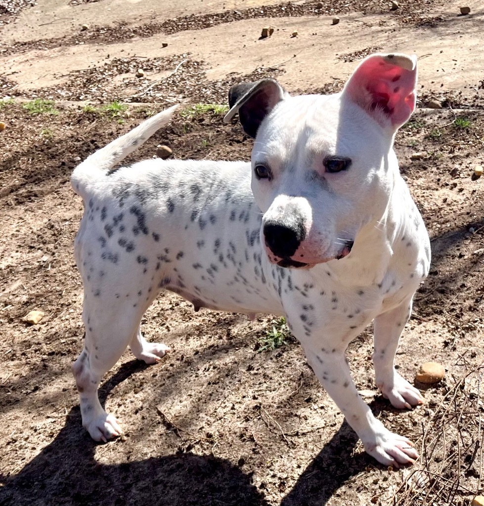 Hillary, an adoptable American Bulldog in Albany, GA, 31706 | Photo Image 3