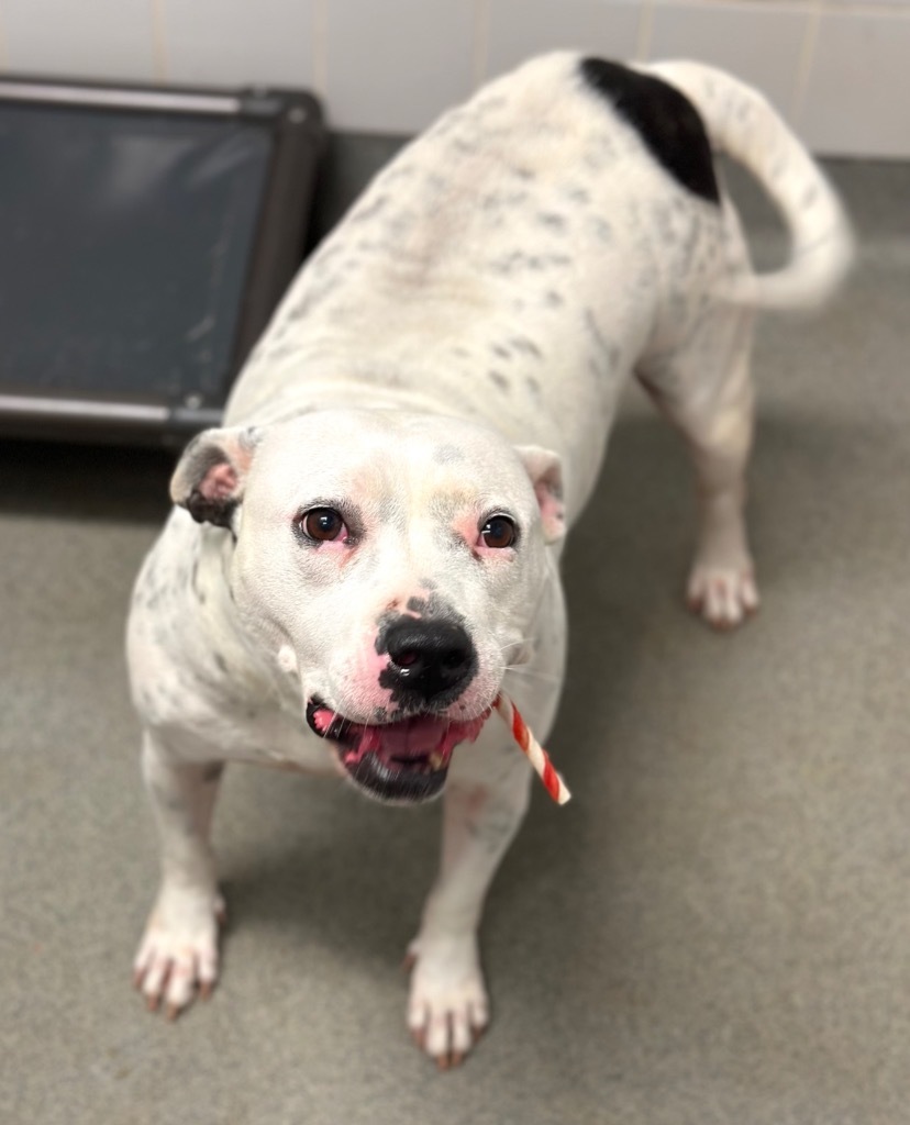 Hillary, an adoptable American Bulldog in Albany, GA, 31706 | Photo Image 4