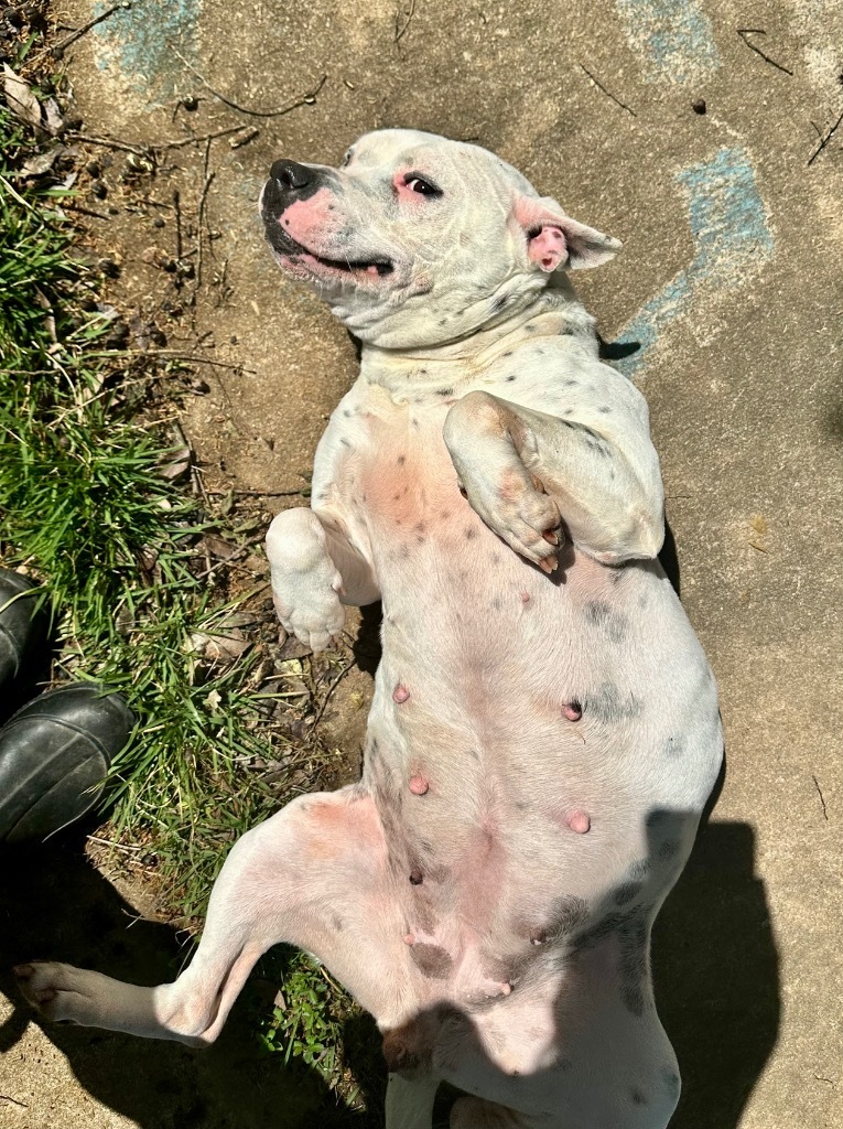 Hillary, an adoptable American Bulldog in Albany, GA, 31706 | Photo Image 5