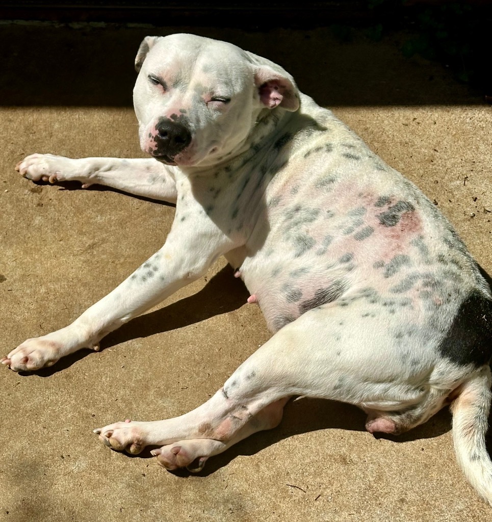 Hillary, an adoptable American Bulldog in Albany, GA, 31706 | Photo Image 6