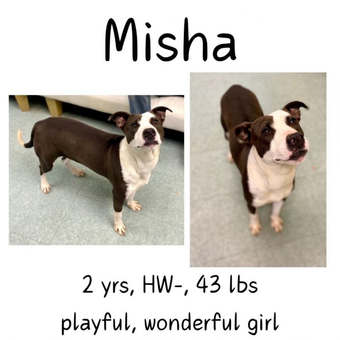 Misha