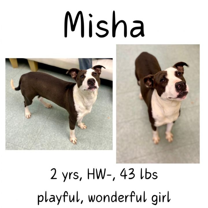 Misha 1