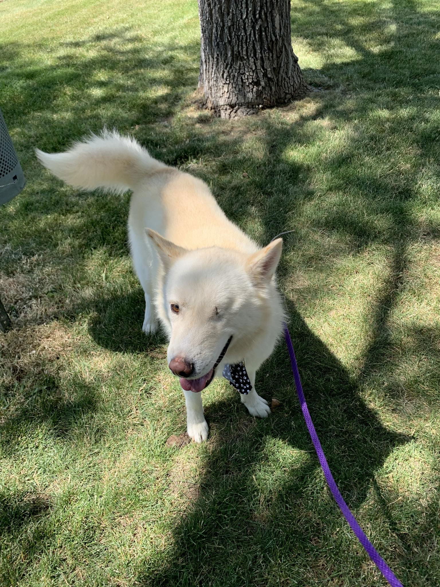 Chase, an adoptable Siberian Husky in Cedar Crest, NM, 87008 | Photo Image 1