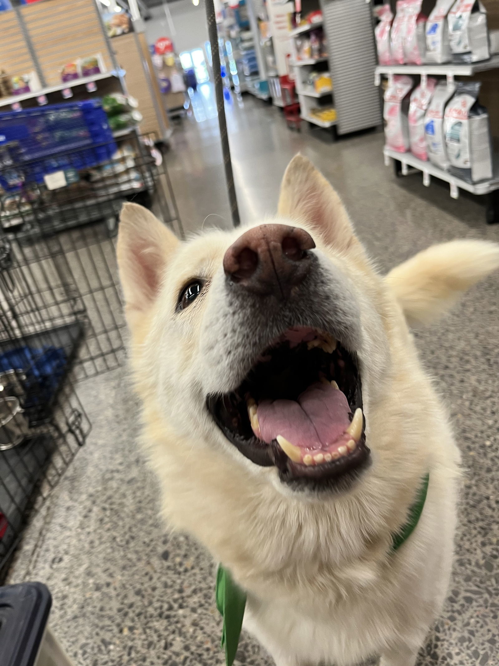 Chase, an adoptable Siberian Husky in Cedar Crest, NM, 87008 | Photo Image 3
