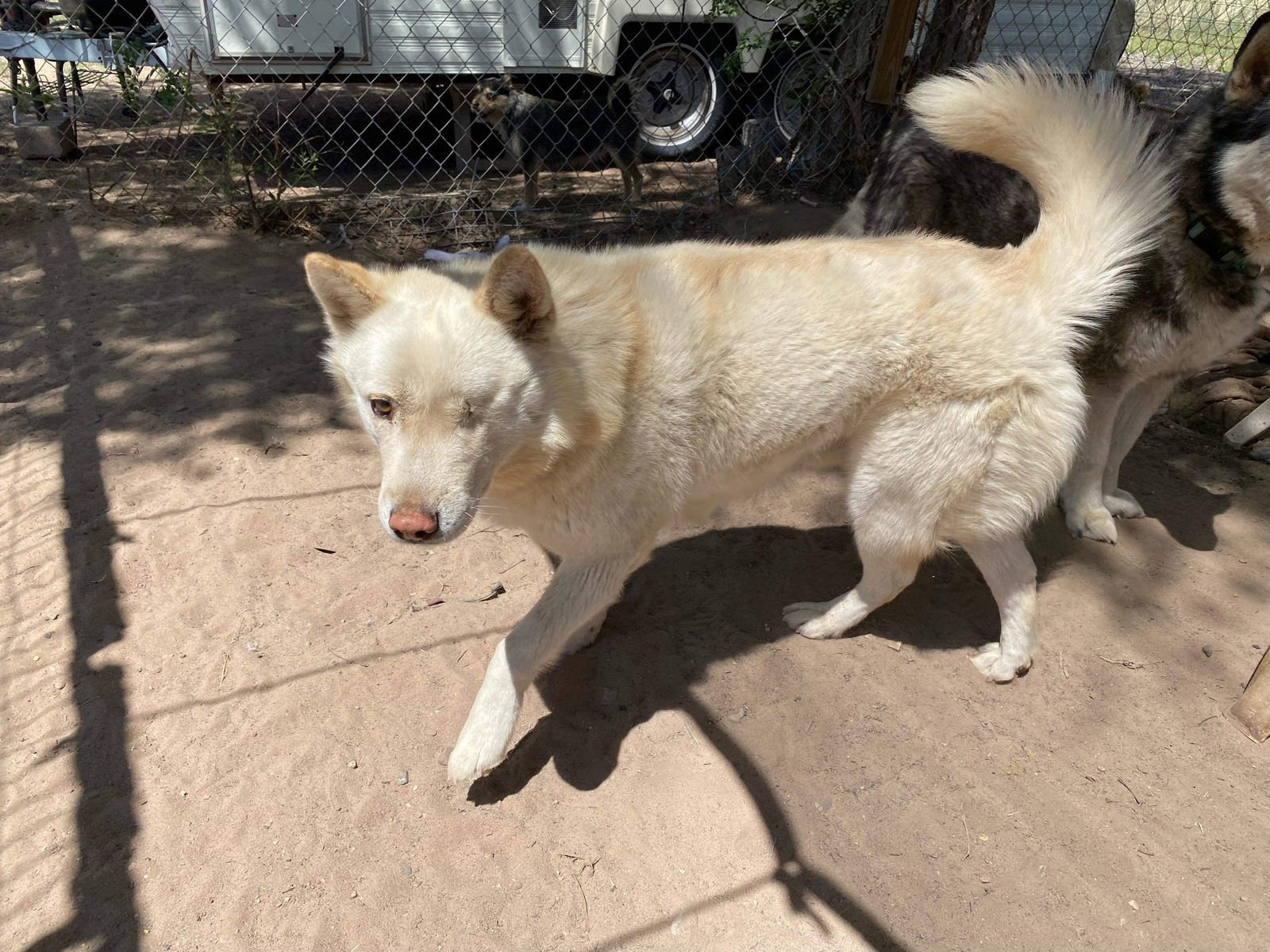 Chase, an adoptable Siberian Husky in Cedar Crest, NM, 87008 | Photo Image 3
