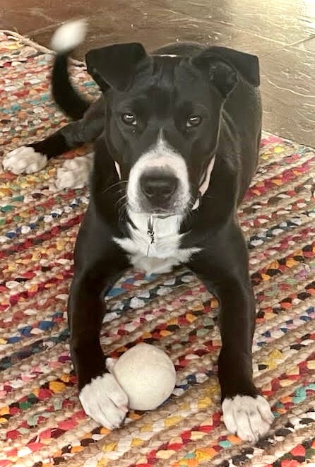 Lilly, an adoptable Black Labrador Retriever Mix in Williamsburg, NM_image-2