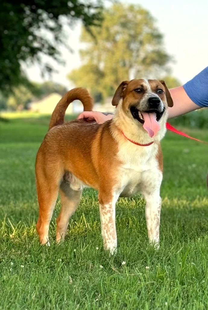 Tyler, an adoptable Hound in Henderson, KY, 42420 | Photo Image 1