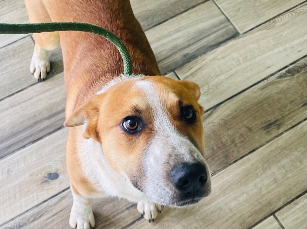 Tyler, an adoptable Hound in Henderson, KY, 42420 | Photo Image 2