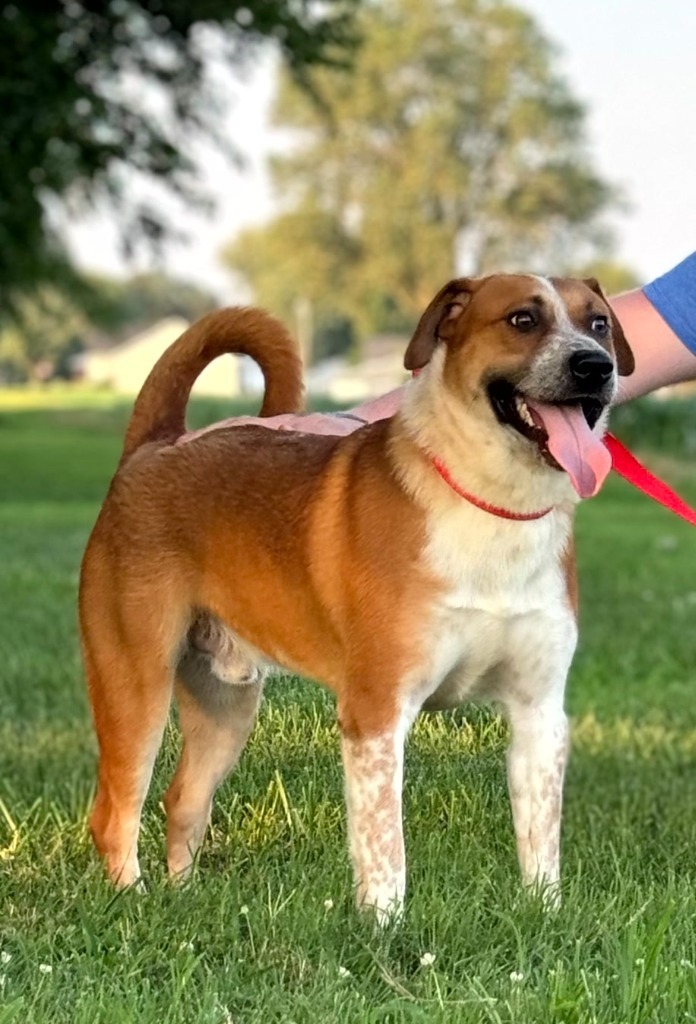 Tyler, an adoptable Hound in Henderson, KY, 42420 | Photo Image 3