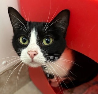 Cactus Bloom, an adoptable Domestic Short Hair in Grand Junction, CO, 81505 | Photo Image 1