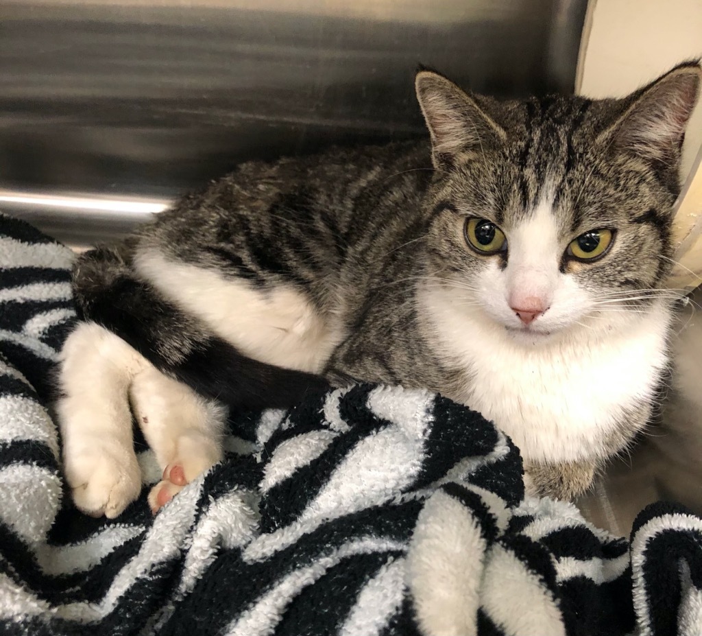 Koi, an adoptable Domestic Short Hair in Grand Junction, CO, 81505 | Photo Image 1