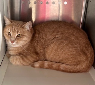 Marmalade, an adoptable Domestic Short Hair in Grand Junction, CO, 81505 | Photo Image 1