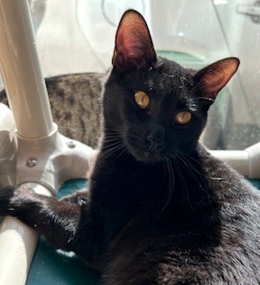 Leroy, an adoptable Domestic Short Hair in Grand Junction, CO, 81505 | Photo Image 1