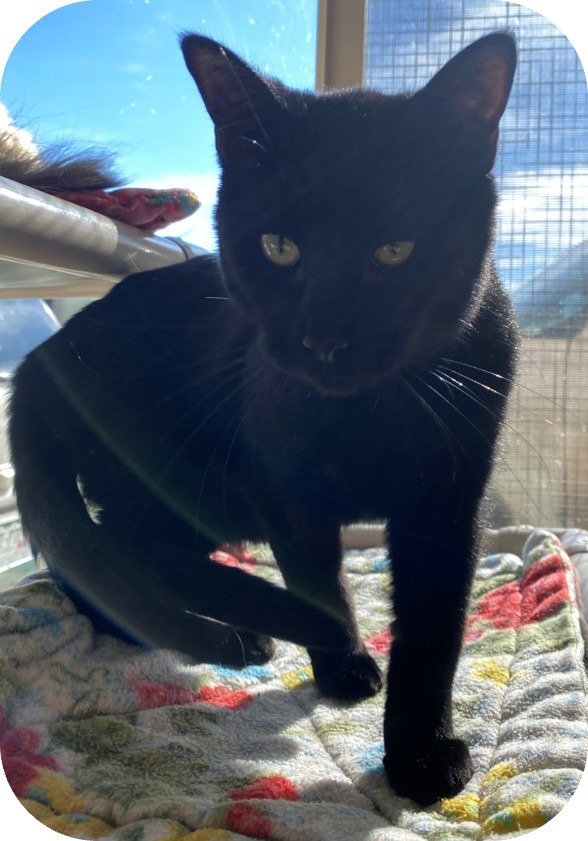 Ecko, an adoptable Domestic Short Hair in Grand Junction, CO, 81505 | Photo Image 1