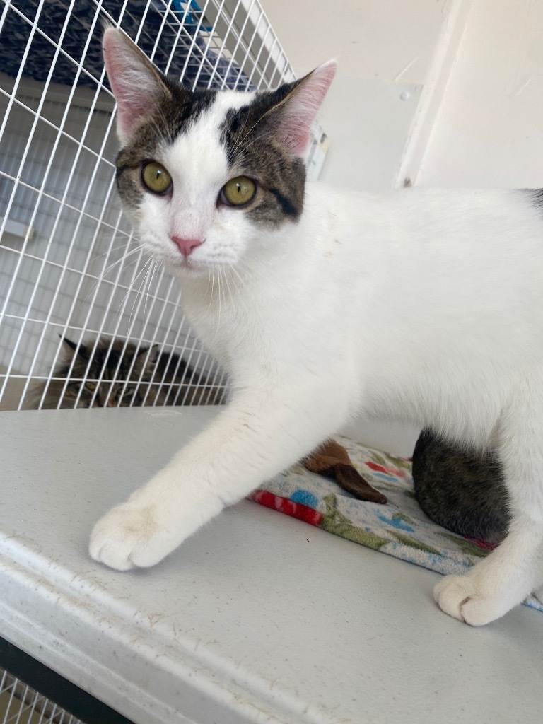 Cookie Man, an adoptable Domestic Short Hair in Grand Junction, CO, 81505 | Photo Image 1