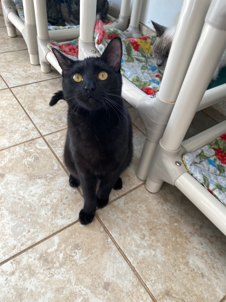 Dill, an adoptable Domestic Short Hair in Grand Junction, CO, 81505 | Photo Image 1