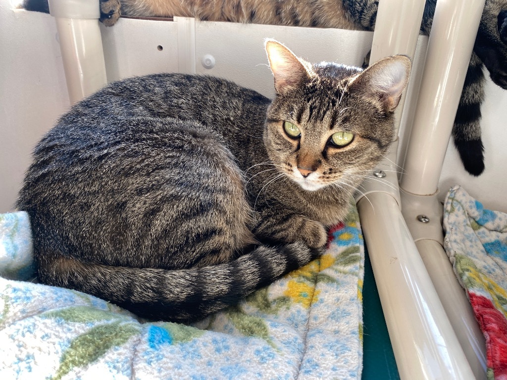 Marta, an adoptable Domestic Short Hair in Grand Junction, CO, 81505 | Photo Image 1