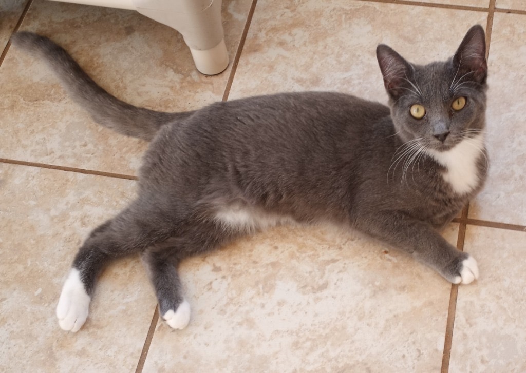 Lauren, an adoptable Domestic Short Hair in Grand Junction, CO, 81505 | Photo Image 1