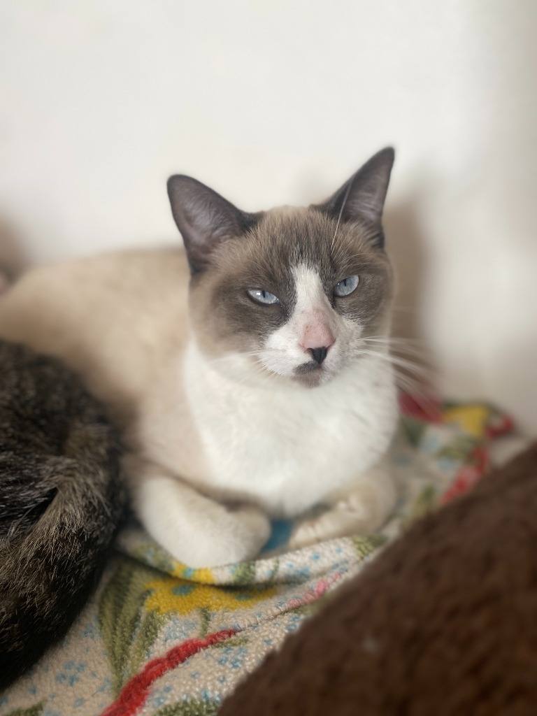 Storm, an adoptable Domestic Short Hair in Grand Junction, CO, 81505 | Photo Image 1