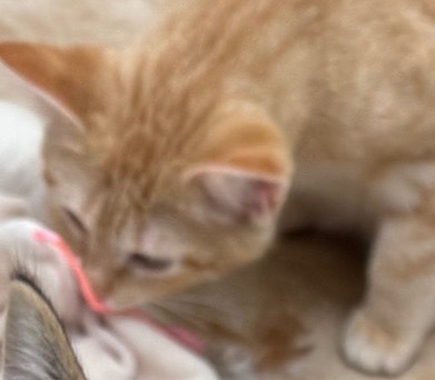 Zoey, an adoptable Domestic Short Hair in Grand Junction, CO, 81505 | Photo Image 1