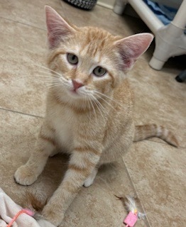 Rosita, an adoptable Domestic Short Hair in Grand Junction, CO, 81505 | Photo Image 1