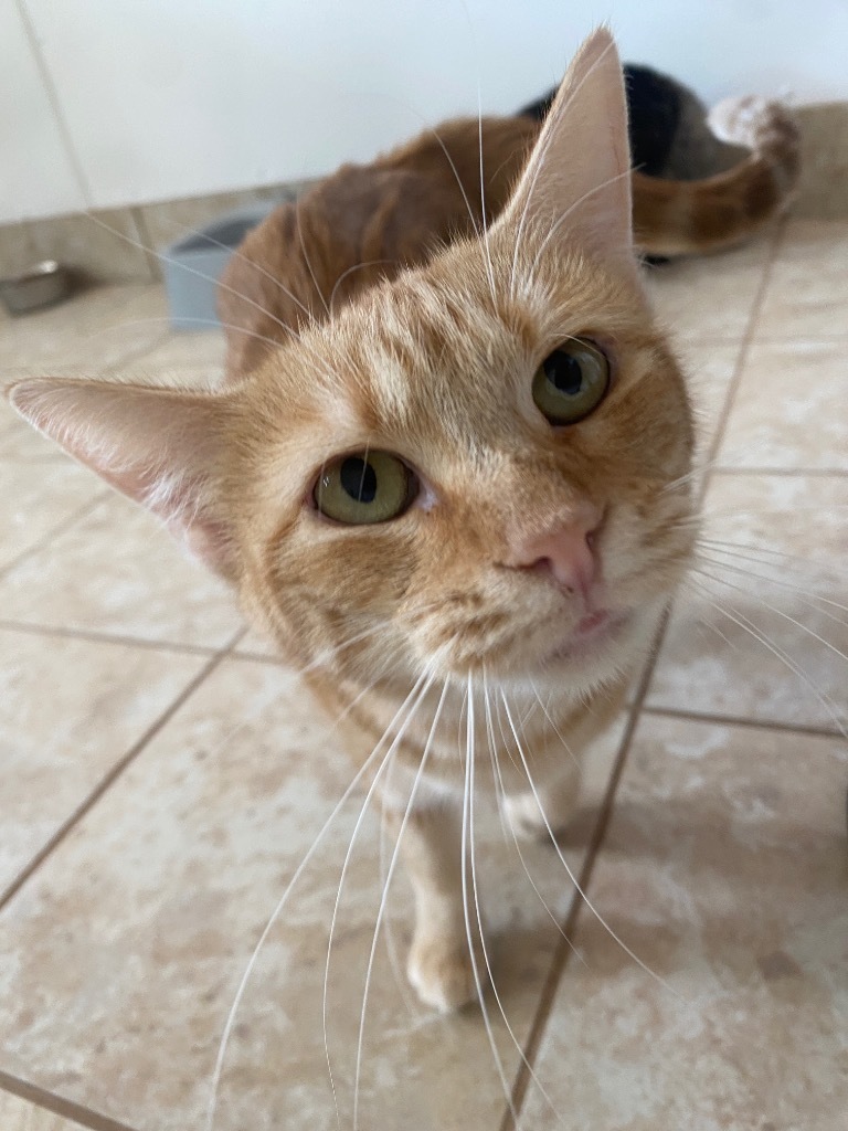 Rosita, an adoptable Domestic Short Hair in Grand Junction, CO, 81505 | Photo Image 1