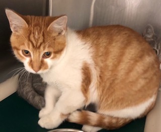 Citrus, an adoptable Domestic Short Hair in Grand Junction, CO, 81505 | Photo Image 1