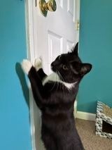 Smoochums