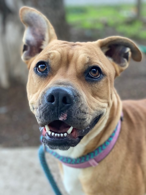 Tatum, an adoptable Pit Bull Terrier in Chico, CA, 95928 | Photo Image 1