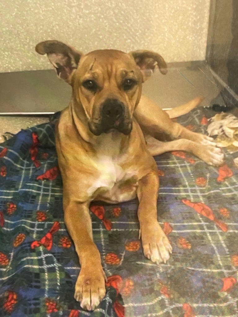 Tatum, an adoptable Pit Bull Terrier in Chico, CA, 95928 | Photo Image 2