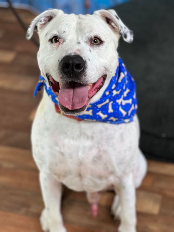 Buddy, an adoptable Dogo Argentino & American Staffordshire Terrier Mix in Weatherford, TX_image-2