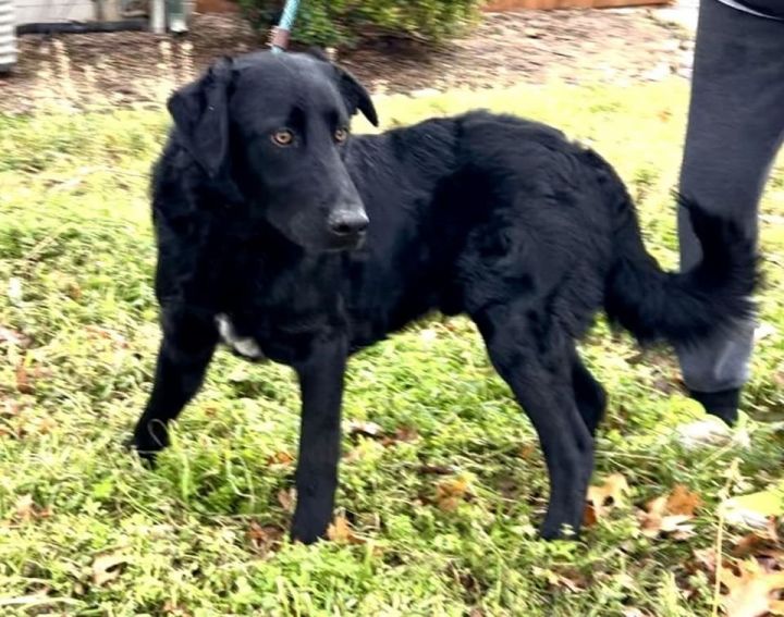 Midnight, an adoptable Flat-Coated Retriever Mix in Weatherford, TX_image-1