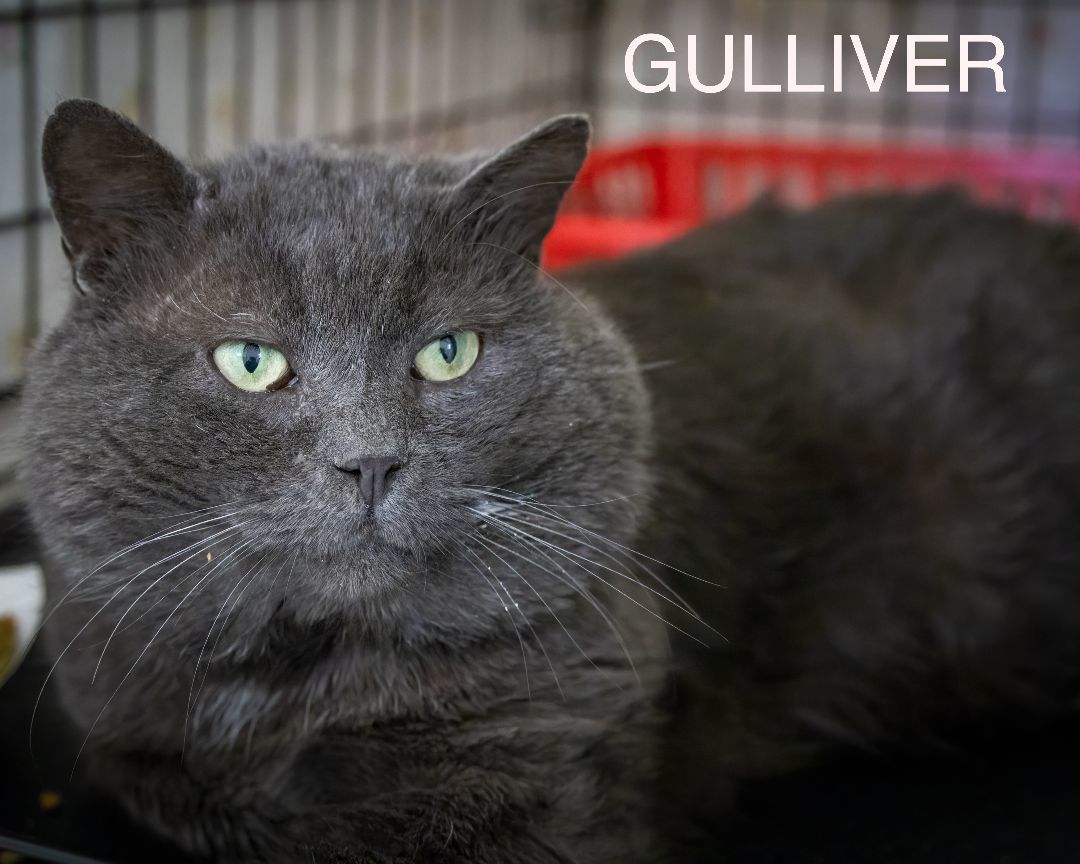Gulliver (FCID# 01/25/2024 - 3 Trainer)