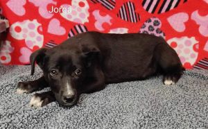 Jorga is one of Jettas puppies She is a Shepherd mix She is black and white She is 3 months