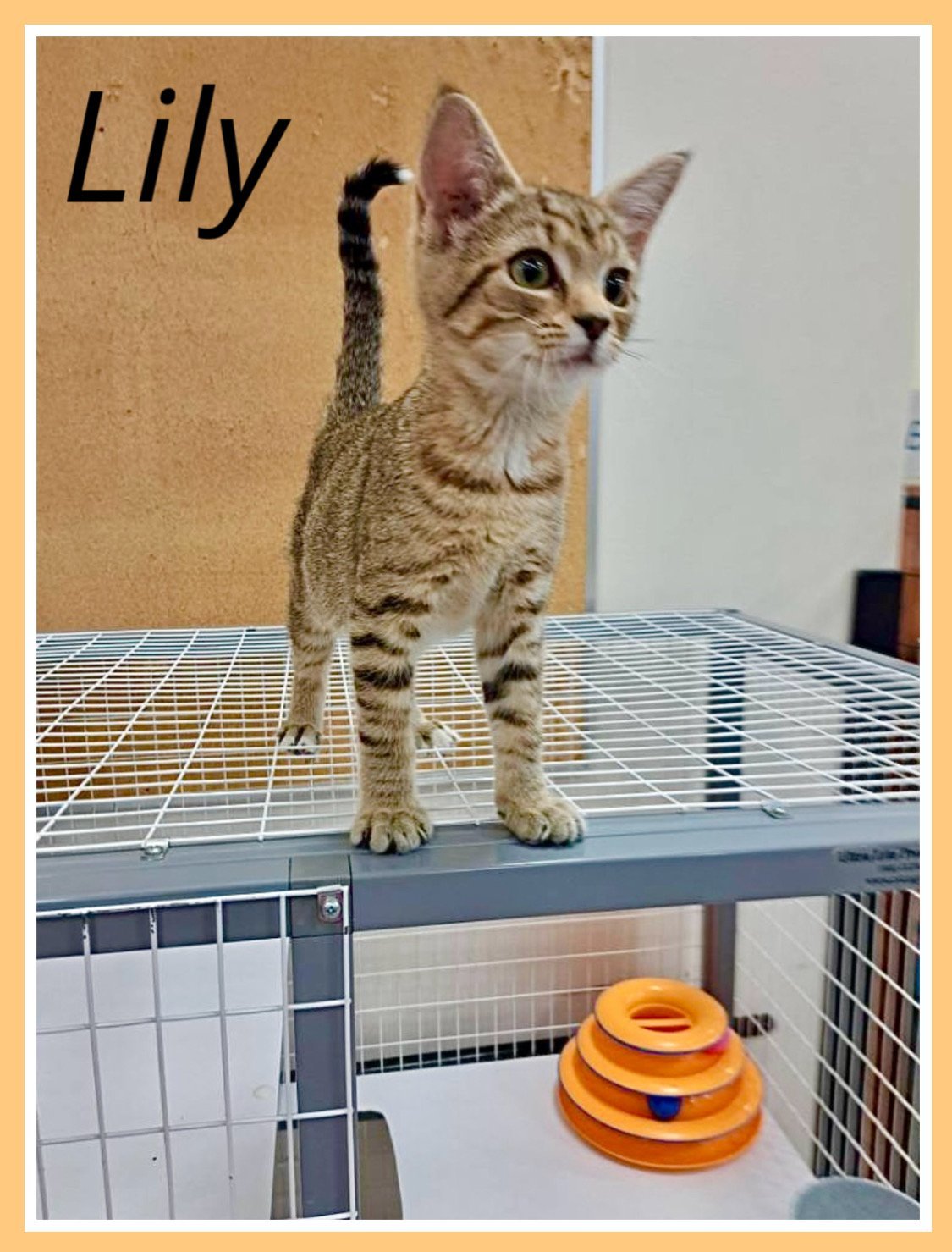 Lilly (FCID# 01/04/2024 - 90 Brandywine PS)
