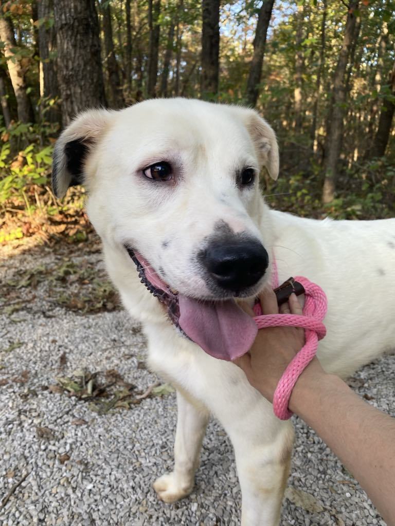 Parker, an adoptable Dalmatian, Great Pyrenees in Frenchburg, KY, 40316 | Photo Image 1