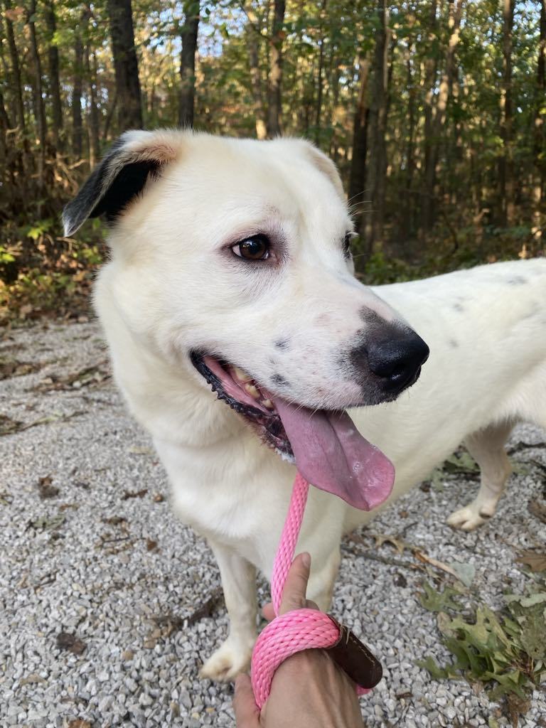 Parker, an adoptable Dalmatian, Great Pyrenees in Frenchburg, KY, 40316 | Photo Image 2